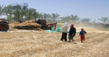 وكيل وزارة الزراعة بدمياط: توريد 161 طن قمح للشوان والمطاحن