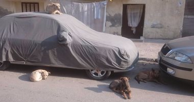 قارئ يشكو من انتشار الكلاب الضالة بشارع خليل حمادة فى الإسكندرية