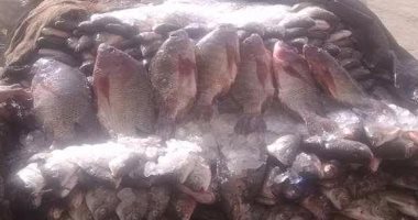بالصور.. مباحث التموين بأسوان تضبط طن و40 كيلو أسماك مهربة من بحيرة ناصر