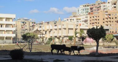 بالصور.. سكان الأمل ببورسعيد يشكون انتشار المواشى داخل حديقة بحى الزهور