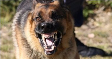 كلب مسعور يعقر 8 مواطنين بقريتى ميت عفيف وبهناي فى المنوفية