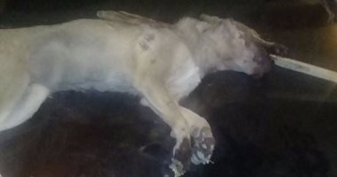 متطوعة بالرفق بالحيوان ترسل صورة لقتل كلب بطريقة وحشية بالهرم 