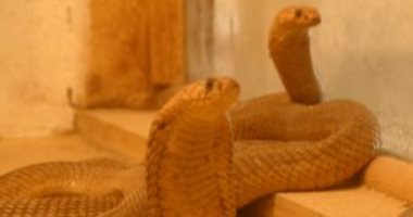 مصرع شاب يهوى تربية الزواحف بلدغة ثعبان في الدقهلية 
