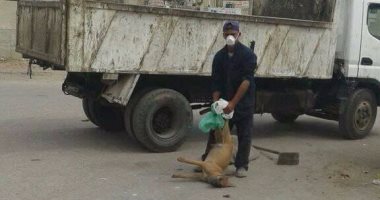 إعدام 39 كلبا ضالا فى حملة للطب البيطرى بالفيوم