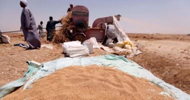 توريد 177 ألفا و888 طن قمح بصوامع شون كفر الشيخ
