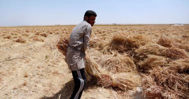 زراعة الإسكندرية تنتهى من جمع 26 ألف طن قمح من 23 ألف فدان