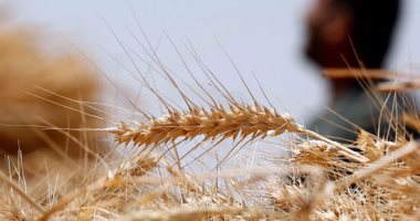 "البحوث الزراعية" تستعرض نتائج المشروعات القومية المشتركة مع "الايكاردا"