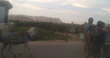 بالفيديو والصور.. قرية المطوبة بالوادى الجديد تغرق فى مياه الصرف