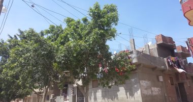 قارئ يشكو ضعف الكهرباء بسبب قطع الأسلاك الكهربائية بقرية قوبانية بالبحيرة 