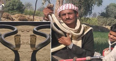 بالفيديو والصور.. "أبو هاشم والكوبرا صداقة من نوع خاص".. مزارع فى قنا يعيش مع الثعبانين "رعد" و"رنانة" ويؤكد: "أوفى من البشر وبتساعدنى فى تنظيف الأرض الزراعية من الحشرات والفئران"