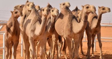الحجر البيطرى بأسوان يستقبل 3600 رأس من الإبل الواردة من السودان