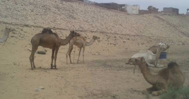 بالفيديو والصور.. نقص المراعى يهدد مهنة رعى الإبل بالاندثار فى الوادى الجديد