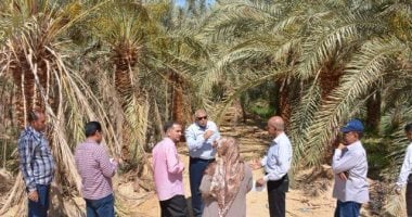 محافظ الوادى الجديد يقرر إزالة حظائر الماشية بمدخل الخارجة