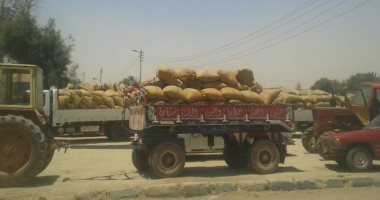 توريد 176 ألفا و700 طن قمح بصوامع وشون كفر الشيخ