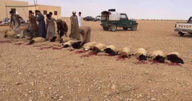 بالصور.. "ذبائح" فى استقبال أحمد قذاف الدم أثناء زيارته لعائلات مرسى مطروح 