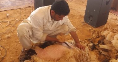 بالفيديو والصور..  "الجلامة" موسم جز صوف الأغنام فى مطروح