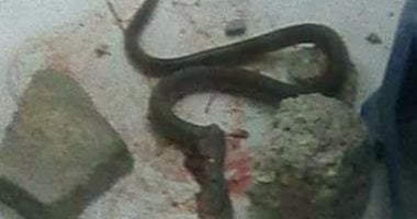 نقل طفل عمره 11 شهرًا للمستشفى بنجع حمادى إثر تناوله ثعبانا ميتا