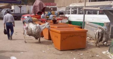 مطالب بتوفير صناديق لجمع قمامة أمام مدرسة بمدينة نصر 
