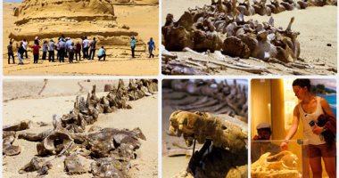 اكتشاف حوت برمائى عاش فى مصر قبل 43 مليون عام بواحة الفيوم