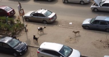 قارئ يشكو تكرار حوادث العقر بسبب الكلاب الضالة فى جسر السويس