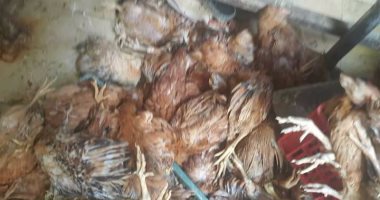 ضبط 12 طن أجزاء دواجن فاسدة وغير صالحة للاستهلاك بالسلام