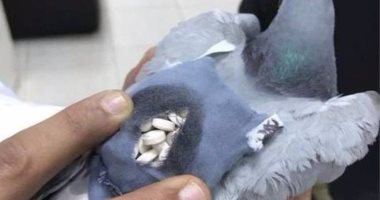 بالصور.. حمامة تهرب أقراص مخدرة فى الكويت