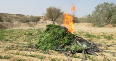 على طريقة فيلم "المصلحة"..الداخلية تبيد 21 فدان مخدرات وتضبط نصف طن بانجو