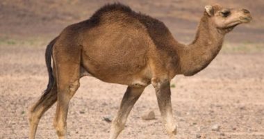 اعرف أصل المثل.."كداب كدب الإبل"