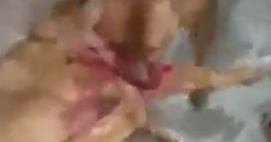 السادية تجاه الحيوانات.. مصارعة كلاب بالغربية تنتهى بمصرع أحدهما