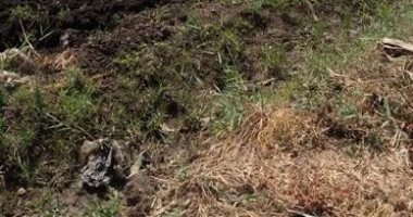 أمن القليوبية يكثف جهوده لكشف لغز العثور على جثة طفل بالزراعات
