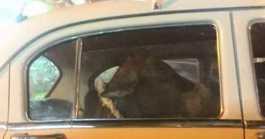 عجائب وطرائف.. "جاموسة" تستقل تاكسى فى سوهاج