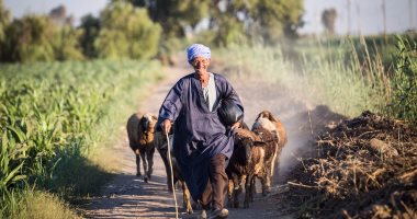 الكاميرا تتحدث.. "محلاها عيشة الغنامة"
