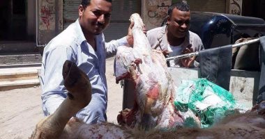بالصور.. ضبط لحوم غير صالحة للاستهلاك الآدمى بسلخانة بير سلم فى البحيرة