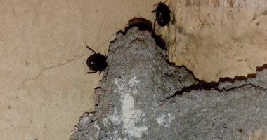 أهالى دمياط الجديدة يشكون انتشار البعوض والحشرات