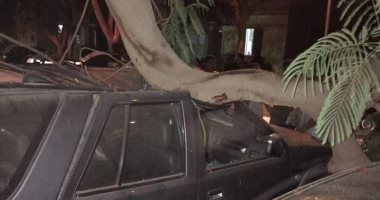 قارئ يشكو سقوط جذوع الأشجار فوق السيارات فى العجوزة بالجيزة