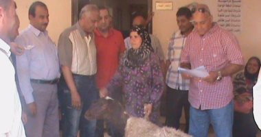 بالصور.. تضامن بنى سويف تسلم 20 رأس ماشية و500 جنيه للأرامل والمطلقات