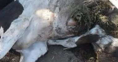 بالصور.. ضبط سيارة محملة بماشية مذبوحة بعد الوفاة قبل بيعها بالبحيرة  