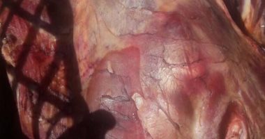 ضبط 2 طن لحوم فاسدة بالخصوص بالقليوبية