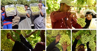 انطلاق موسم حصاد العنب بمحافظة الأقصر