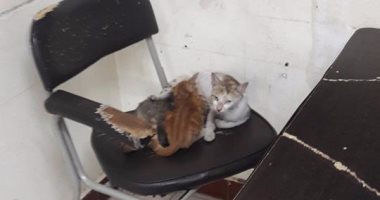 بالصور.. قارئ يرصد مظاهر الإهمال بمستشفى أبو كبير العام فى الشرقية