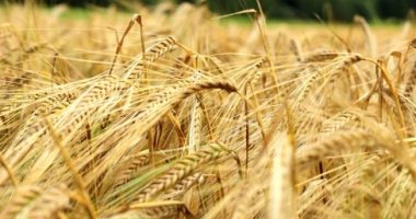 استخدم الطب البديل ..الشعير لمرضى السكر والسرطان وهشاشة العظام