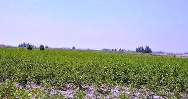 وفد البنك الدولى يبحث تطوير وتحسين العمل بالزراعة الرقمية فى مصر