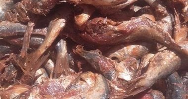 بالصور.. ضبط نصف طن حلوى مسرطنة و150 كيلو ملوحة فاسدة بسوهاج