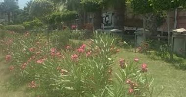  محافظة الإسكندرية ترفع كفاءة الحدائق العامة وأعمال تقليم الأشجار بنطاق غرب
