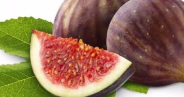 كيف تكافح الأمراض الفطرية والحشرية والعناكب للتين.. "الزراعة" تجيب