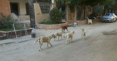 شكوى من انتشار الكلاب الضالة بشارع المعهد الاشتراكى فى روكسى