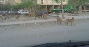 الكلاب الضالة تهدد أهالى الحى الثامن فى مدينة نصر
