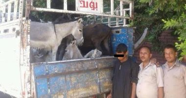 ضبط 30 حمارا فى طريقها للذبح على متن سيارة بكمين ديروط بأسيوط