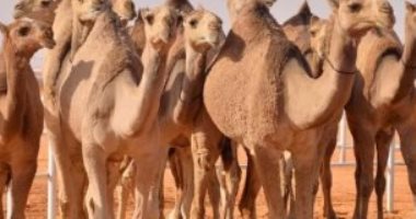 الحجر البيطرى بأسوان يستقبل 1875رأس إبل واردة من السودان