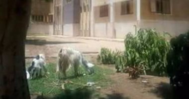 الماعز بدلاً من الأطباء داخل مركز الصحة فى قرية الشورانية محافظة سوهاج